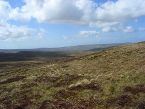 moorland